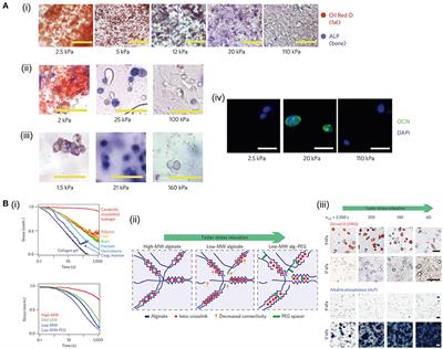 Functional Hydrogels With Tunable Structures and Properties for Tissue Engineering Applications